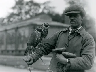 Två huvklädda falkar som sitter på armen på sin falkonerare på London Zoo, juni 1923 (bw foto)